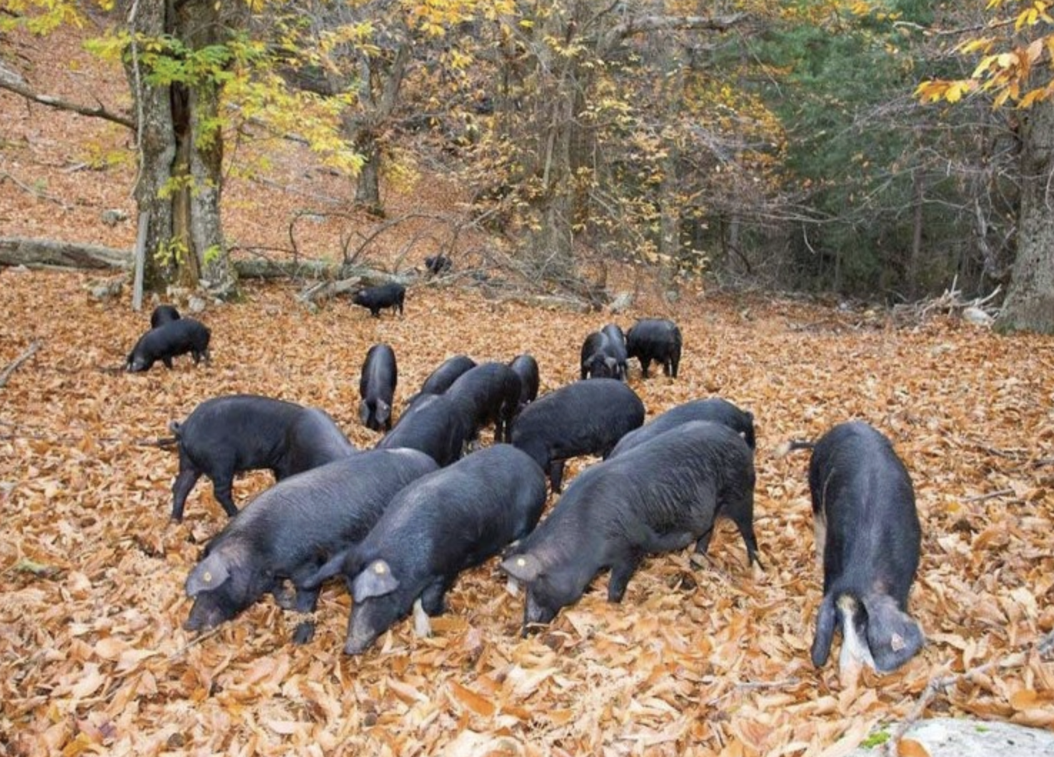 Les Éleveurs Corses : Acteurs Clés de la Préservation de la Nature et des Paysages